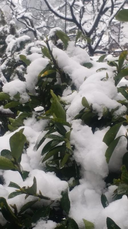 Glimpses from Bhawan after it receives fresh snowfall on 21/01/2020. In spite of the cold wave conditions and snowfall, thousands of pilgrims were making a beeline for the cave shrine  of Shri Mata Vaishno Devi.